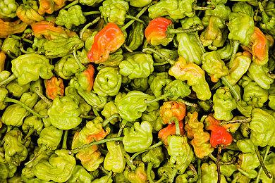 《信长之野望：新生》新武将插绘 7月21日发售